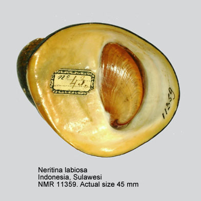 Neritina labiosa (4).jpg - Neritina labiosa (G.B.Sowerby,1825)